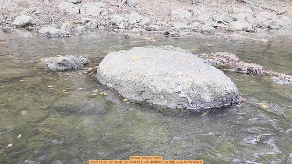 Movie: Maybe coral, 2025:11:22 12:16:48, 30.7014193, -83.4549955 (4.5M) --jsq for WWALS