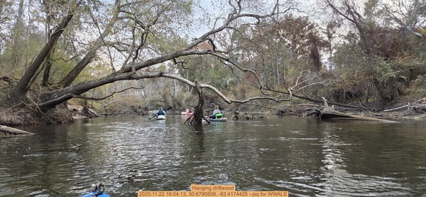 [Hanging driftwood, 2025:11:22 16:04:13, 30.6790508, -83.4174425 --jsq for WWALS]