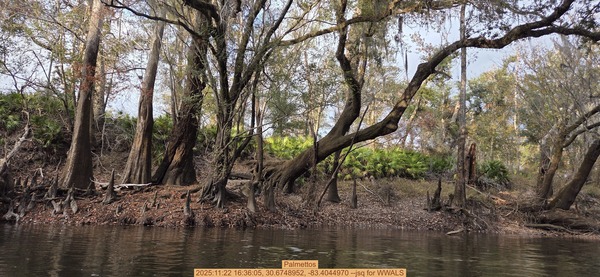 [Palmettos, 2025:11:22 16:36:05, 30.6748952, -83.4044970 --jsq for WWALS]