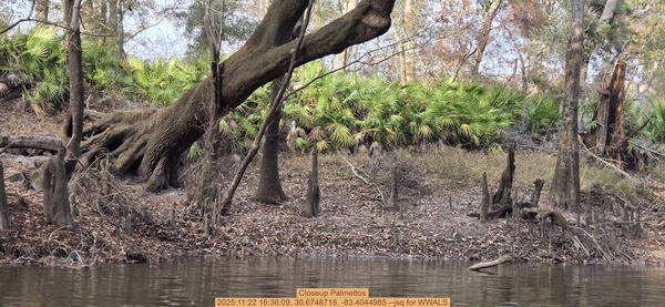 Closeup Palmettos, 2025:11:22 16:36:09, 30.6748718, -83.4044985 --jsq for WWALS