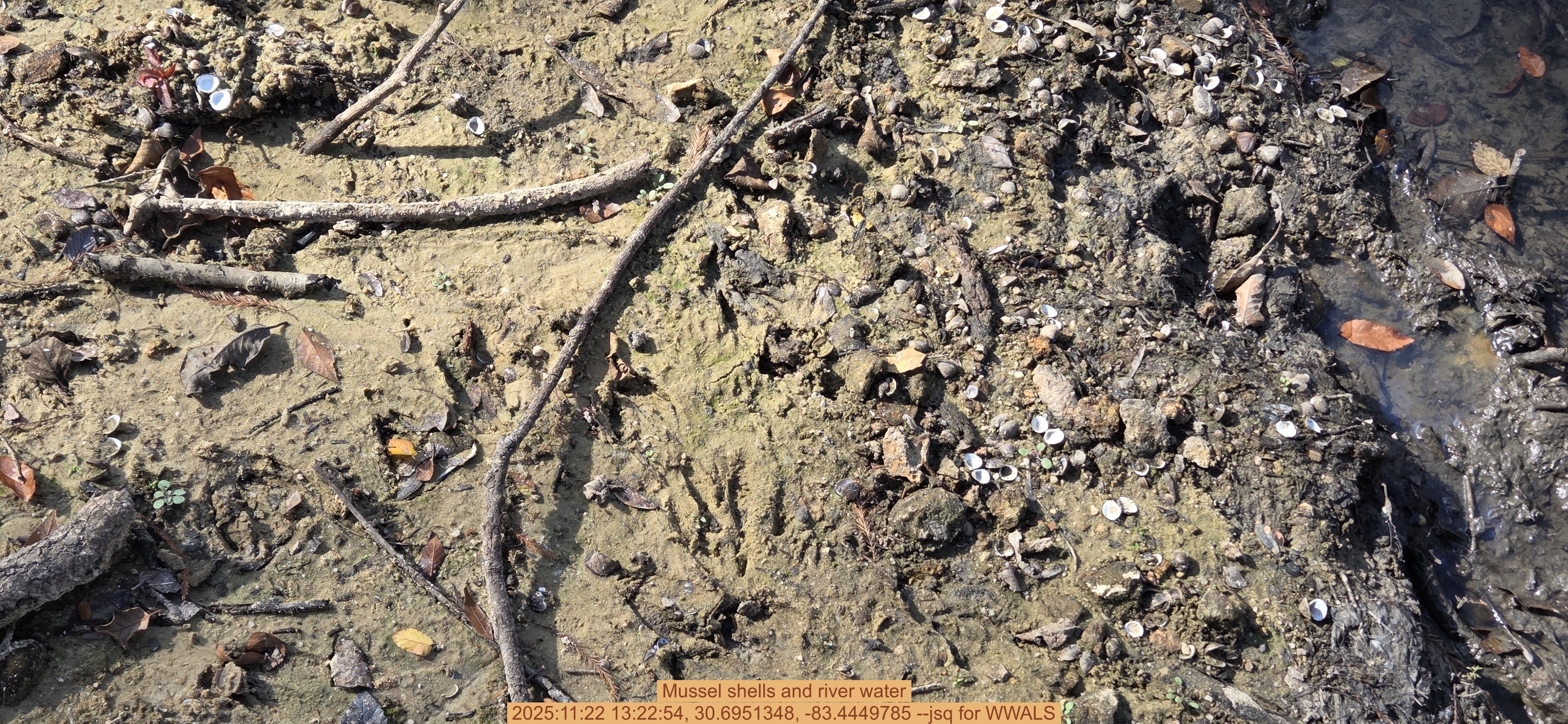 Mussel shells and river water, 2025:11:22 13:22:54, 30.6951348, -83.4449785 --jsq for WWALS