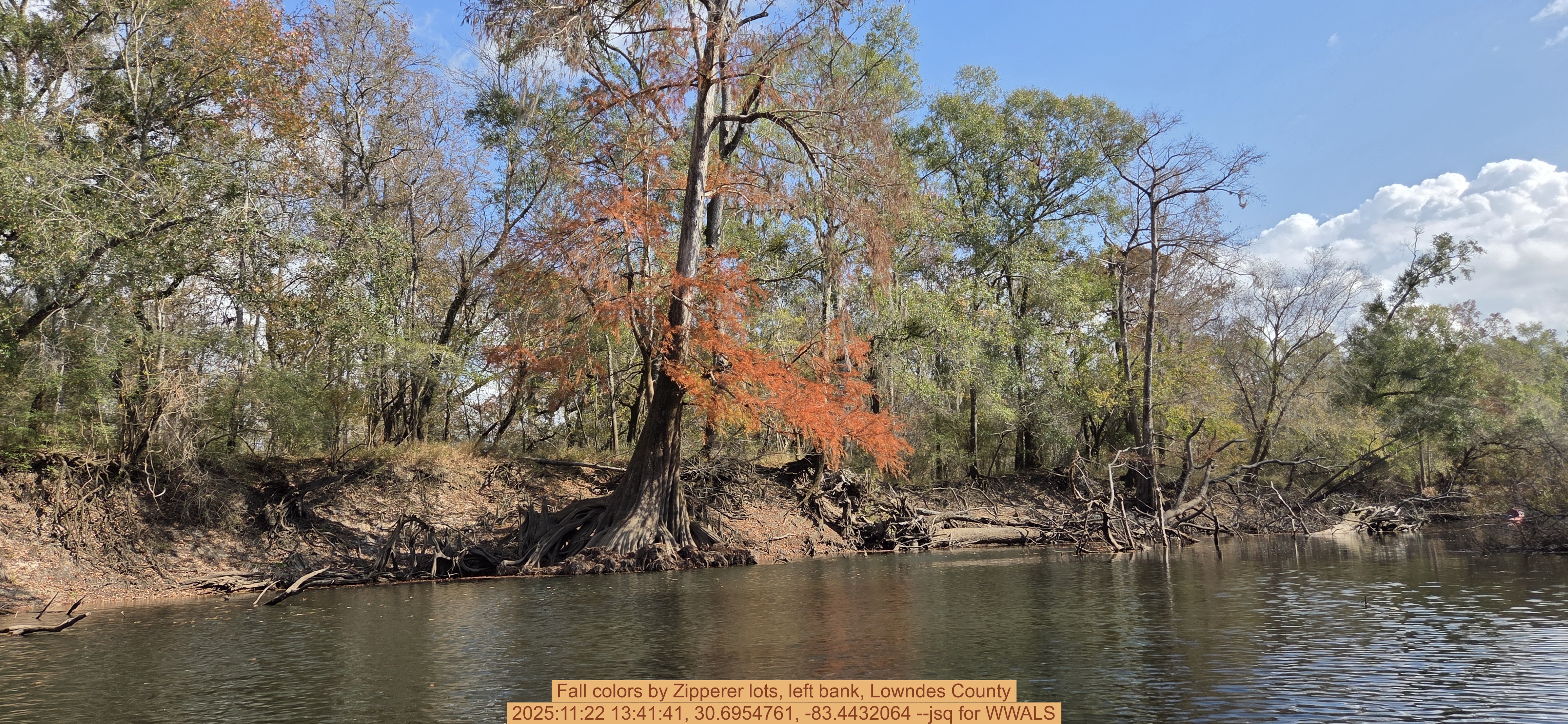 Fall colors by Zipperer lots, left bank, Lowndes County, 2025:11:22 13:41:41, 30.6954761, -83.4432064 --jsq for WWALS
