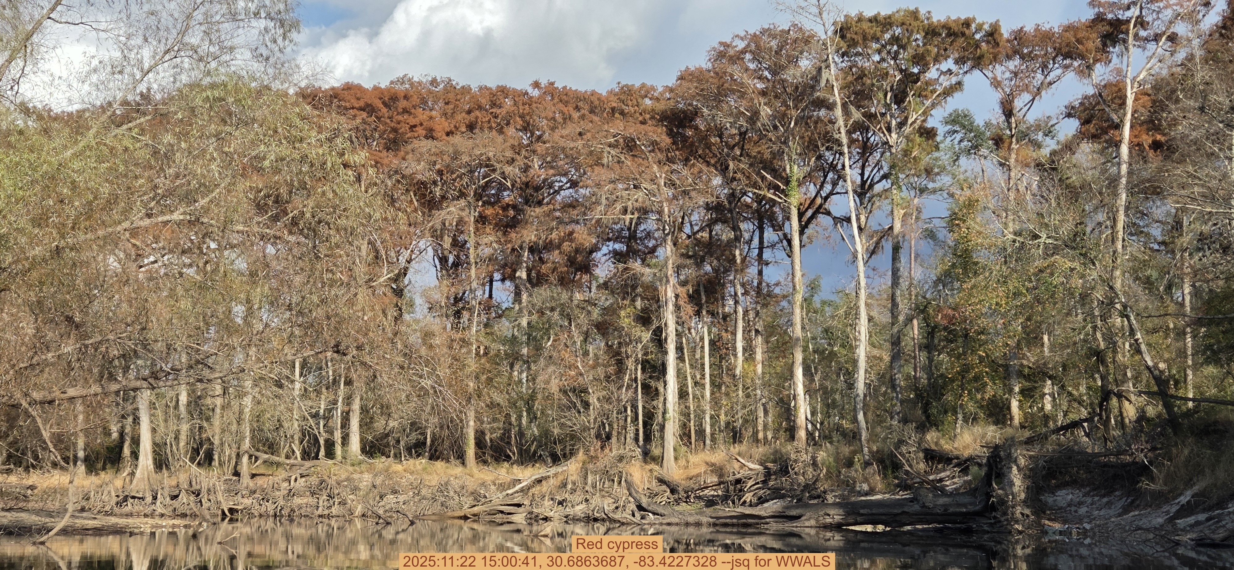 Red cypress, 2025:11:22 15:00:41, 30.6863687, -83.4227328 --jsq for WWALS