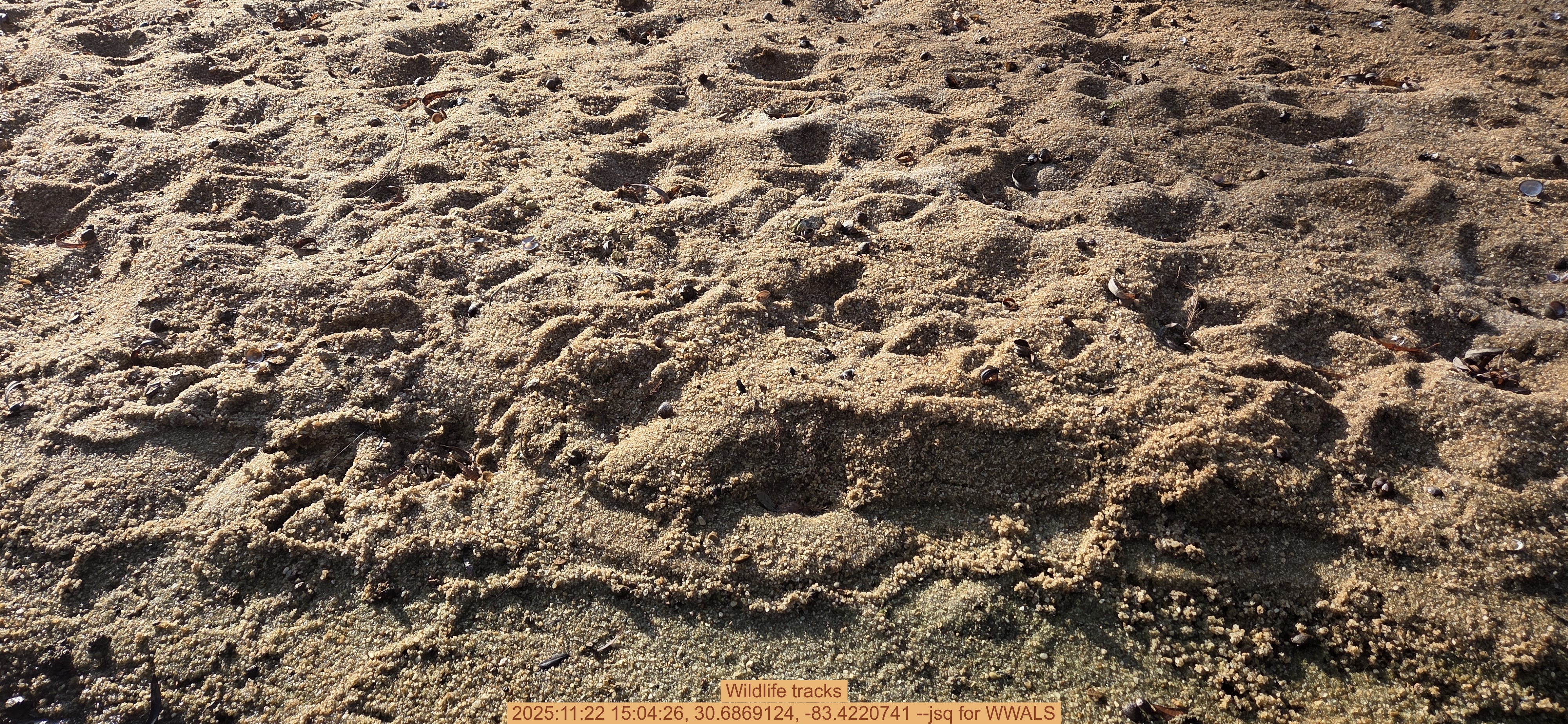 Wildlife tracks, 2025:11:22 15:04:26, 30.6869124, -83.4220741 --jsq for WWALS
