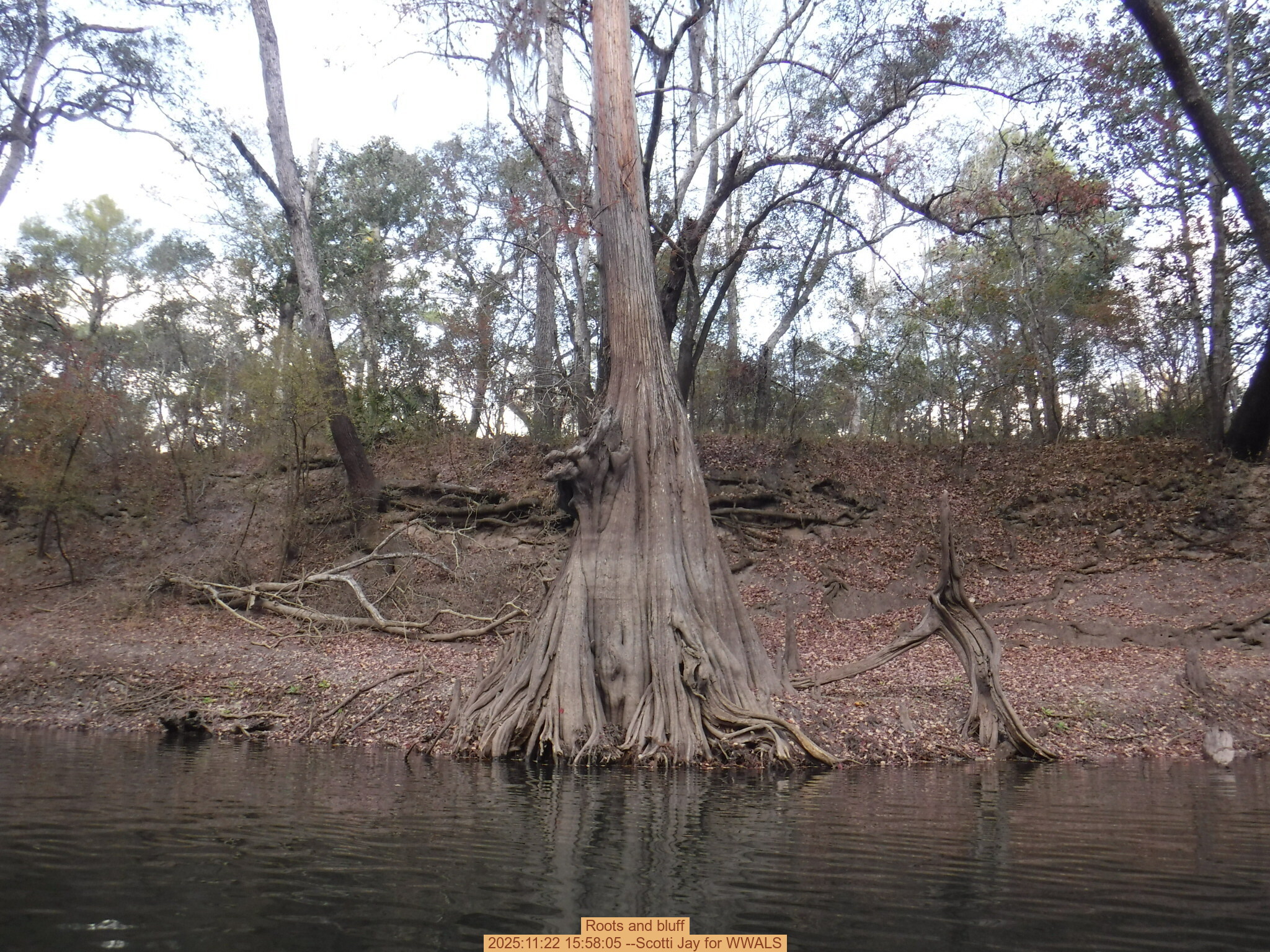 Roots and bluff, 2025:11:22 15:58:05 --Scotti Jay for WWALS