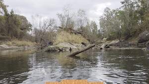 [Movie: Island with very old log, 2025:11:22 12:15:54, 30.7021437, -83.4549778 (8.7M) --jsq for WWALS]