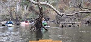 [Closeup hanging driftwood, 2025:11:22 16:04:15, 30.6790417, -83.4174637 --jsq for WWALS]