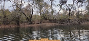 [Fall vegetation, 2025:11:22 16:17:10, 30.6751198, -83.4156946 --jsq for WWALS]