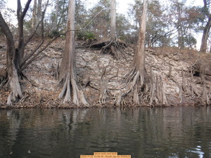 [More roots and bluff, 2025:11:22 15:59:18 --Scotti Jay for WWALS]