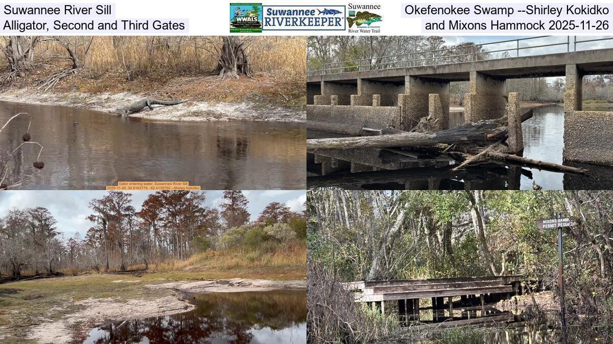 Suwannee River Sill, Okefenokee Swamp --Shirley Kokidko, Alligator, Second and Third Gates, and Mixons Hammock 2025-11-26