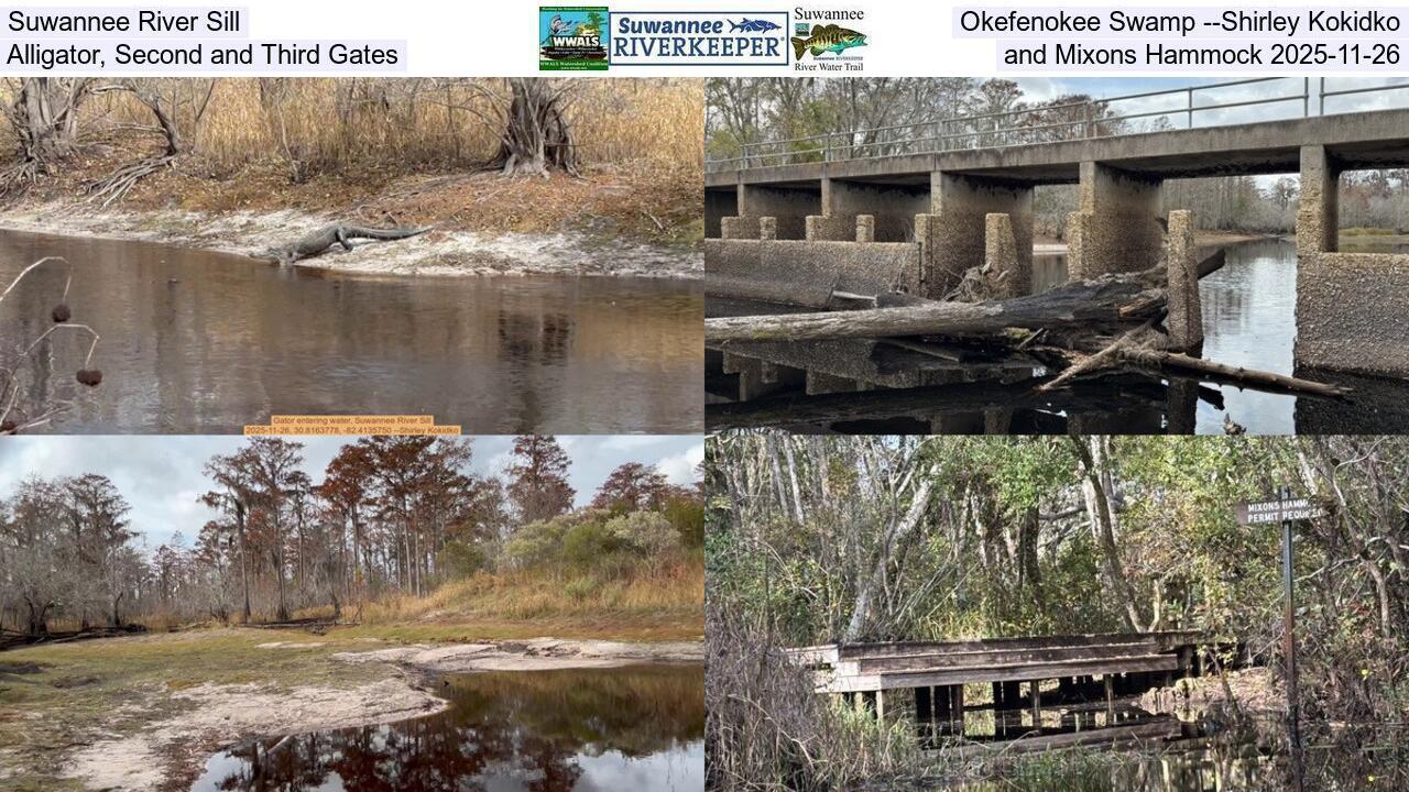 Suwannee River Sill, Okefenokee Swamp --Shirley Kokidko, Alligator, Second and Third Gates, and Mixons Hammock 2025-11-26