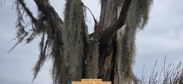 [Feathers in bat tree, 2025:12:04 13:56:56, --jsq for WWALS]