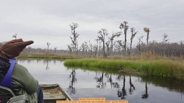 [Movie: Flock of White Ibis, 2025:12:04 14:14:41, 31.0235739, -83.1125985 (68M) --jsq for WWALS]