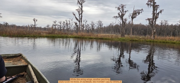 [White Ibis airing wings, another perching, 2025:12:04 14:16:03, 31.0236028, -83.1131097 --jsq for WWALS]