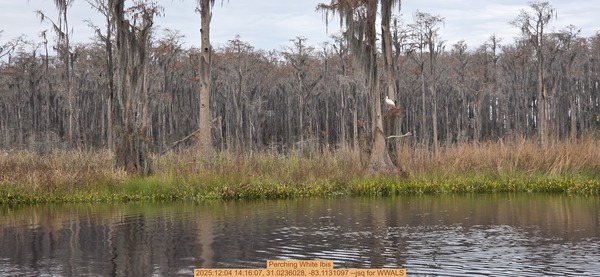 [Perching White Ibis, 2025:12:04 14:16:07, 31.0236028, -83.1131097 --jsq for WWALS]