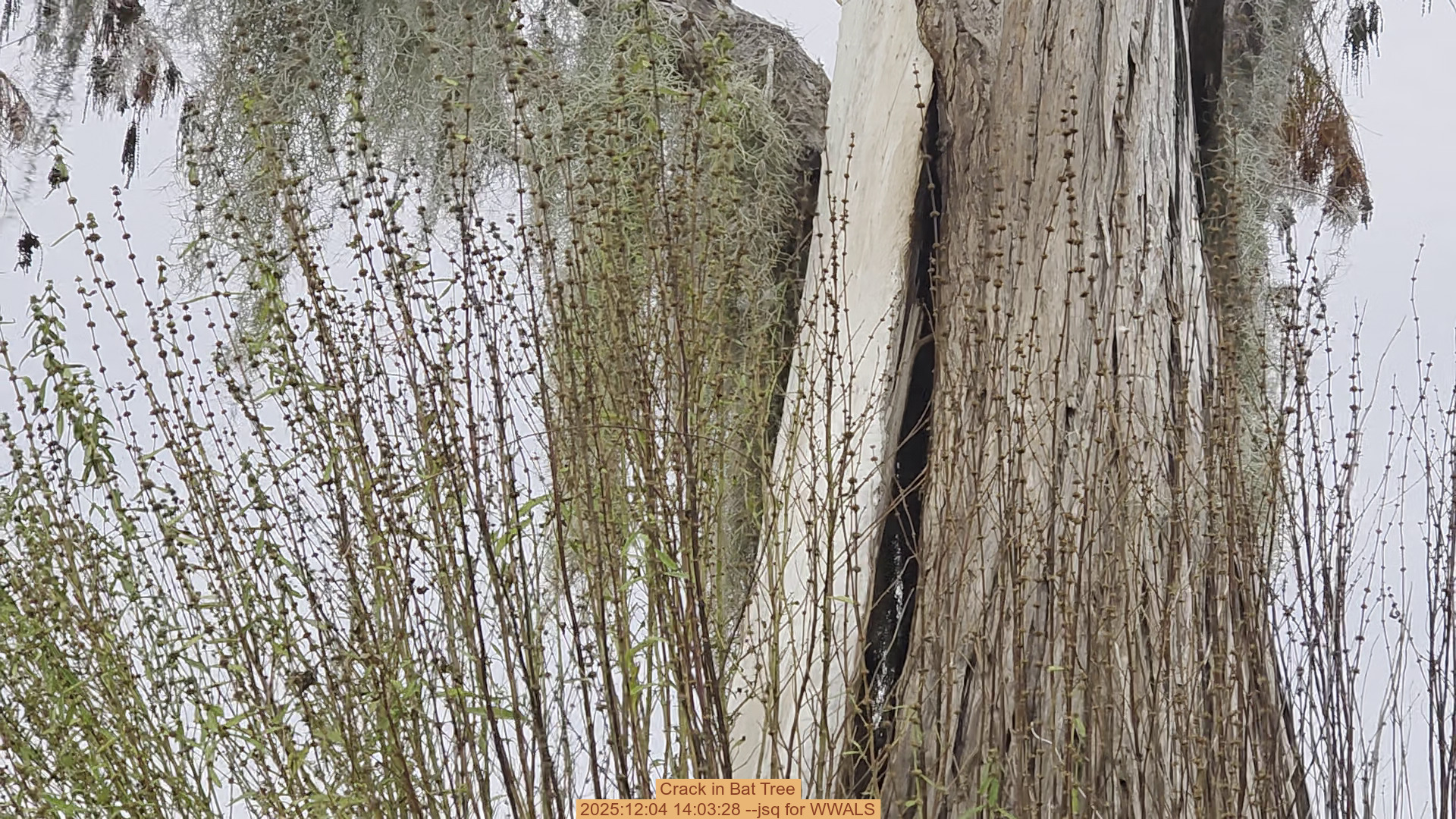 Crack in Bat Tree, 2025:12:04 14:03:28 --jsq for WWALS