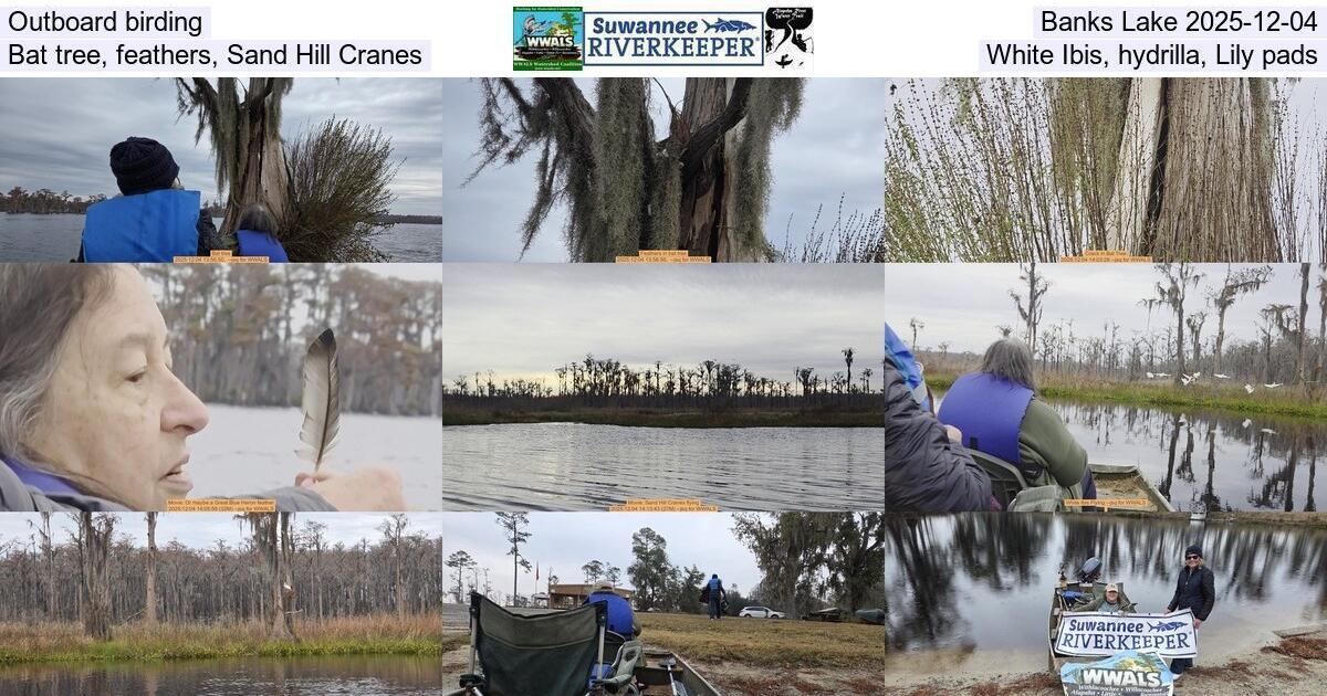 [Outboard birding, Banks Lake 2025-12-04, Bat tree, feathers, Sand Hill Cranes, White Ibis, hydrilla, Lily pads]