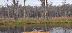 [Perching White Ibis, 2025:12:04 14:16:07, 31.0236028, -83.1131097 --jsq for WWALS]