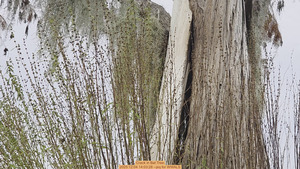 [Crack in Bat Tree, 2025:12:04 14:03:28 --jsq for WWALS]