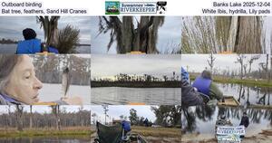 [Outboard birding, Banks Lake 2025-12-04, Bat tree, feathers, Sand Hill Cranes, White Ibis, hydrilla, Lily pads]