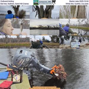 [Outboard birding, Banks Lake 2025-12-04, Bat tree, feathers, Sand Hill Cranes, White Ibis, hydrilla, Lily pads]