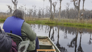 [White Ibis Perching --jsq for WWALS]