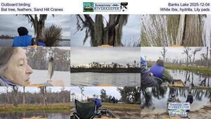 [Outboard birding, Banks Lake 2025-12-04, Bat tree, feathers, Sand Hill Cranes, White Ibis, hydrilla, Lily pads]