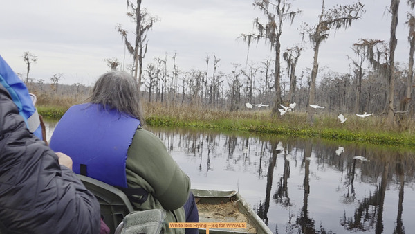 [White Ibis Flying --jsq for WWALS]