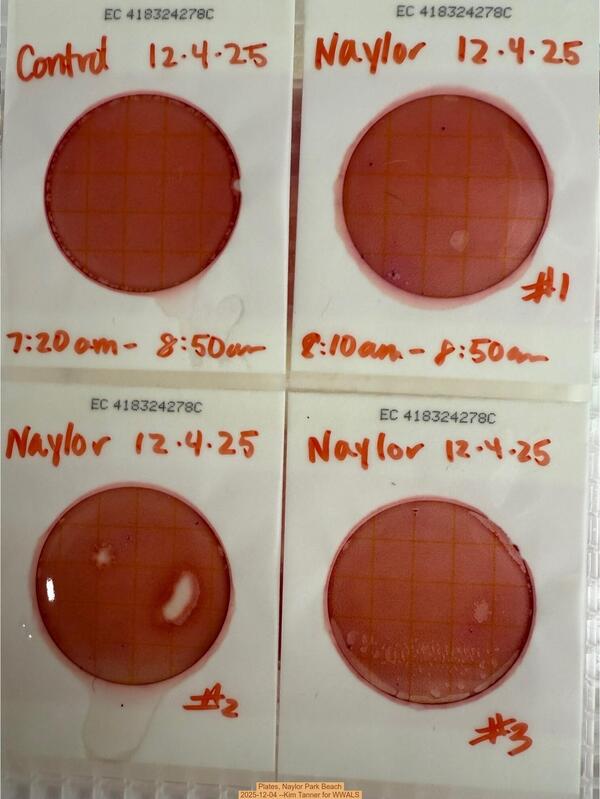 Plates, Naylor Park Beach 2025-12-04 --Kim Tanner for WWALS