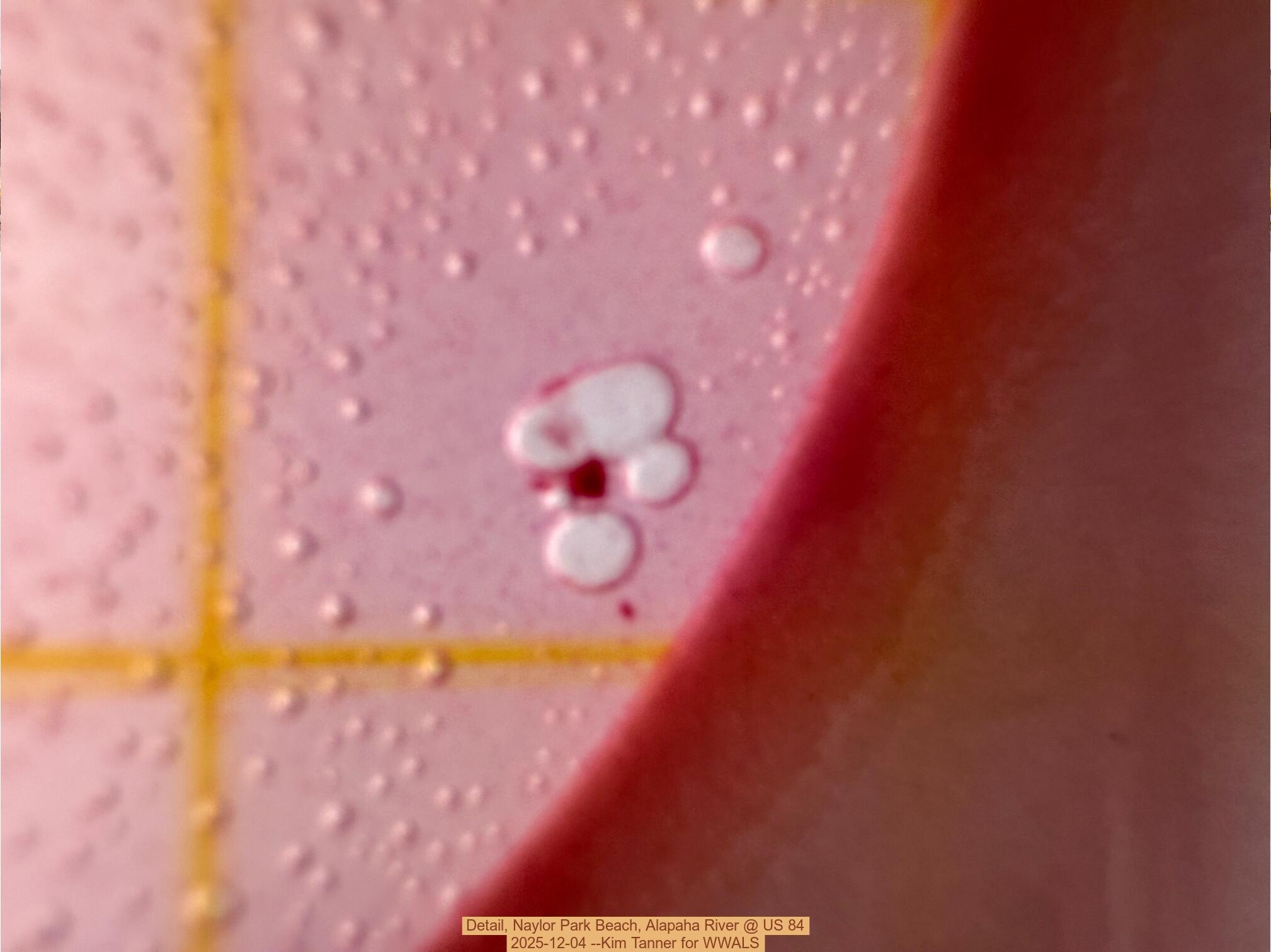 Detail, Naylor Park Beach, Alapaha River @ US 84 2025-12-04 --Kim Tanner for WWALS