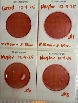 [Plates, Naylor Park Beach 2025-12-04 --Kim Tanner for WWALS]