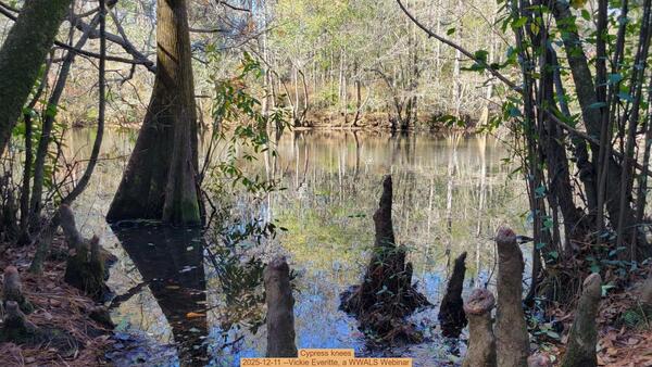 [Cypress knees, 2025-12-11 --Vickie Everitte, a WWALS Webinar]