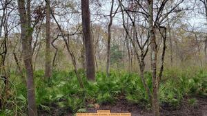 [Palmettos, 2025-12-11 --Vickie Everitte, a WWALS Webinar]