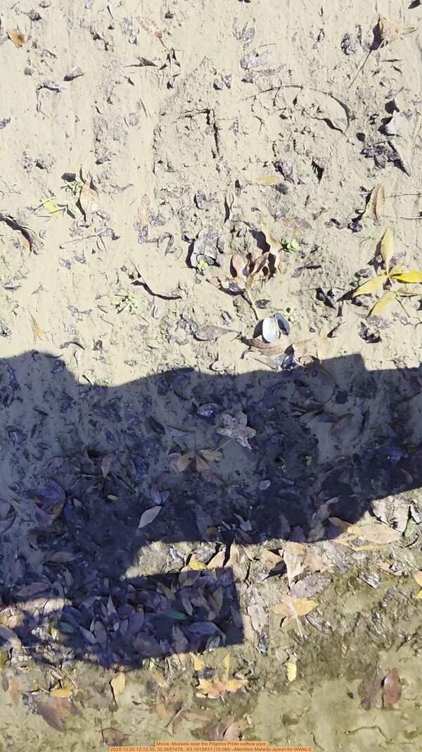 Movie: Mussels near the Pilgrims Pride outflow pipe, 2025:12:20 12:12:30, 30.3657478, -83.1915831 (10.0M) --Merrillee Malwitz-Jipson for WWALS