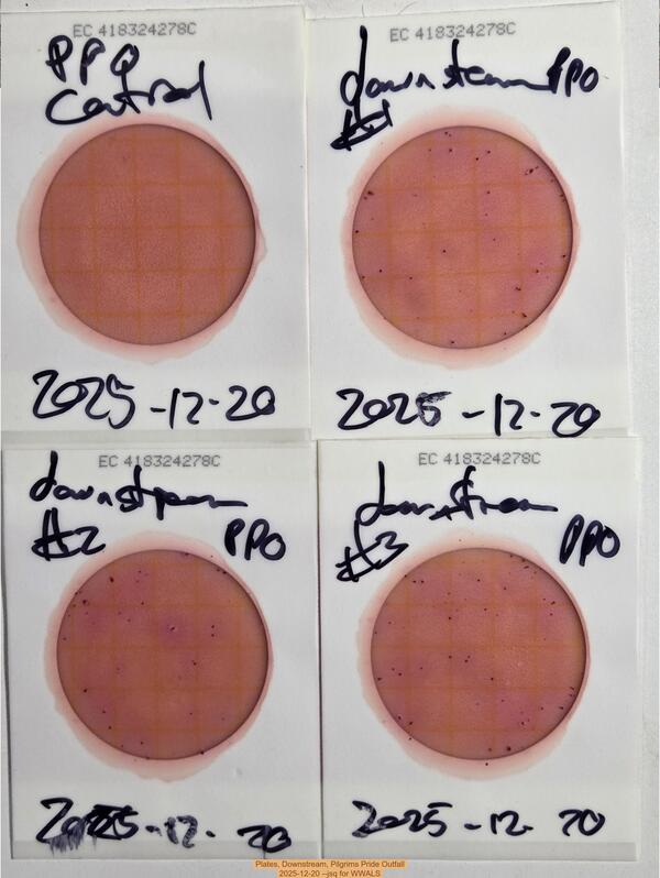 [Plates, Downstream, Pilgrims Pride Outfall, 2025-12-20 --jsq for WWALS]