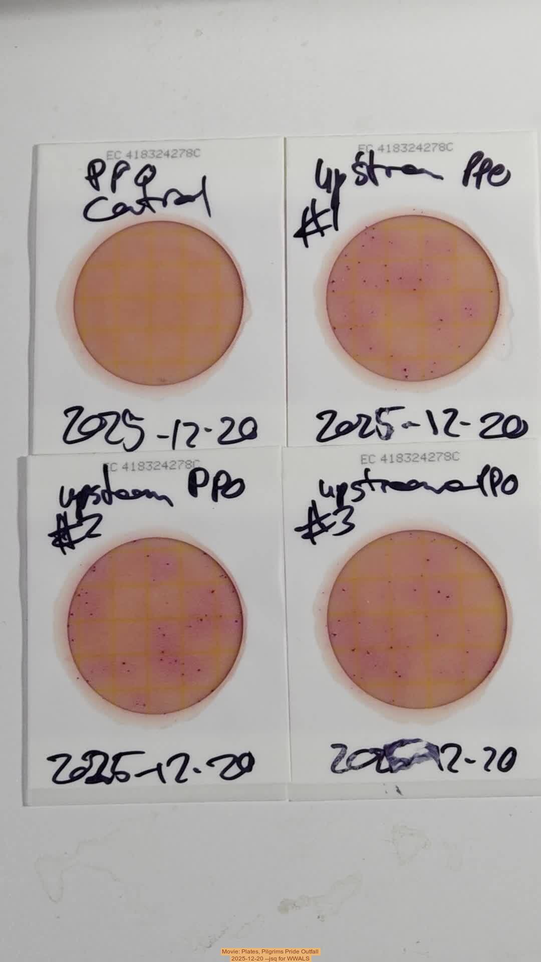 Movie: Plates, Pilgrims Pride Outfall, 2025-12-20 --jsq for WWALS