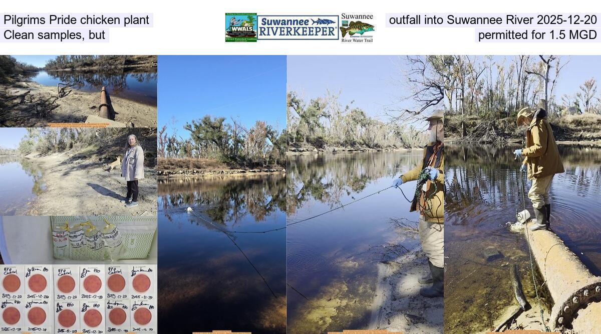 Pilgrims Pride chicken plant outfall into Suwannee River 2025-12-20, Clean samples, but permitted for 1.5 MGD