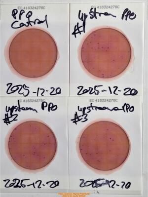 [Plates, Upstream, Pilgrims Pride Outfall, 2025-12-20 --jsq for WWALS]