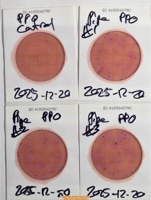 [Plates, Pipe, Pilgrims Pride Outfall, 2025-12-20 --jsq for WWALS]
