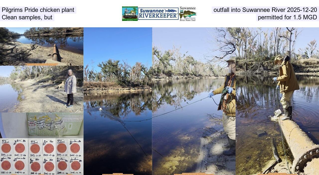Pilgrims Pride chicken plant outfall into Suwannee River 2025-12-20, Clean samples, but permitted for 1.5 MGD