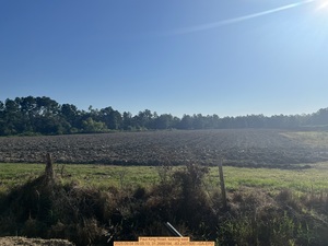 [Paul King Road, looking east, 2025:09:04 09:05:13, 31.2688194, -83.2457500]