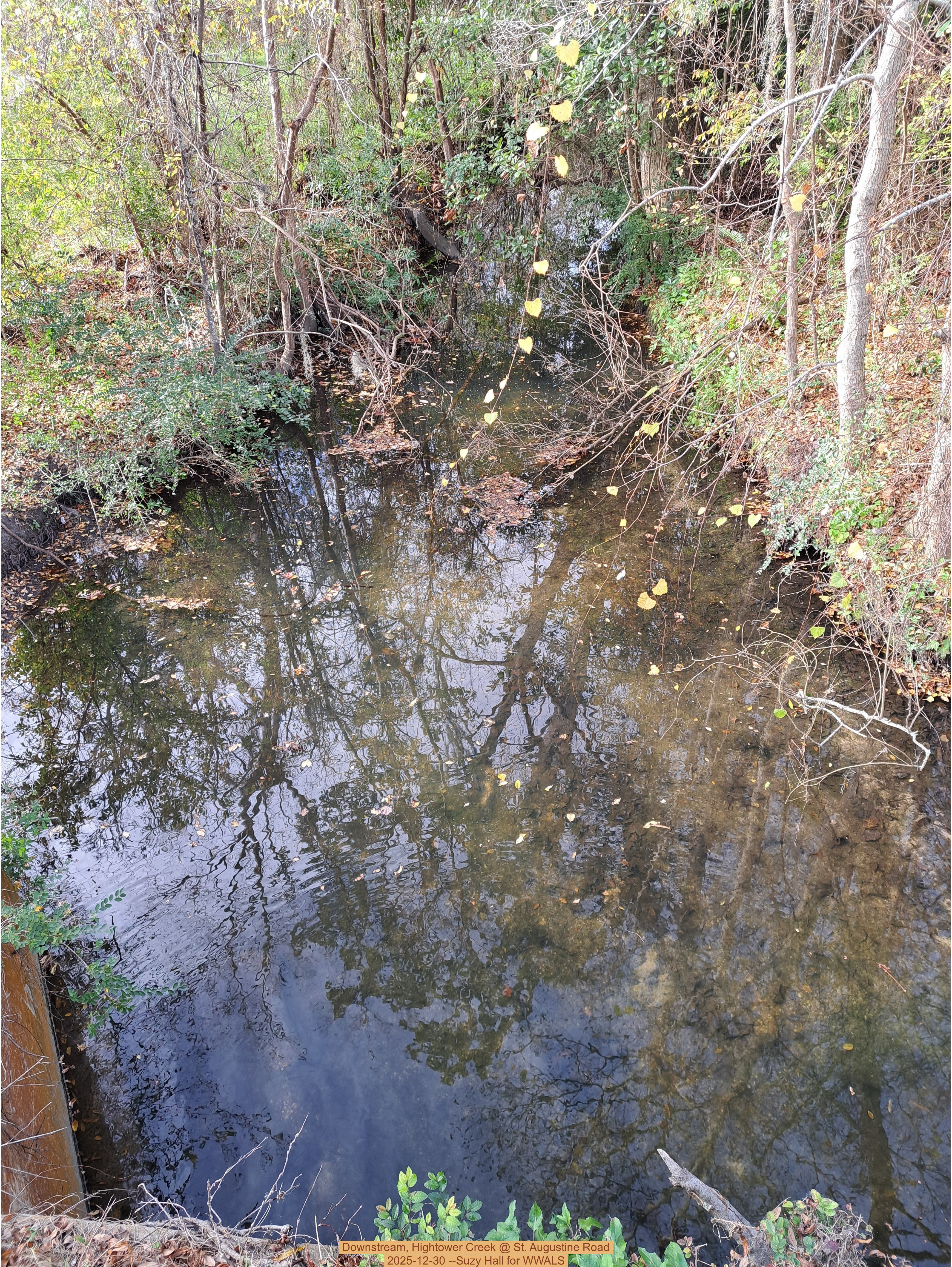 Downstream, Hightower Creek @ St. Augustine Road, 2025-12-30 --Suzy Hall for WWALS