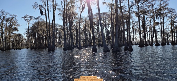 [Sparkly cypress, 2026-01-01 --jsq for WWALS]