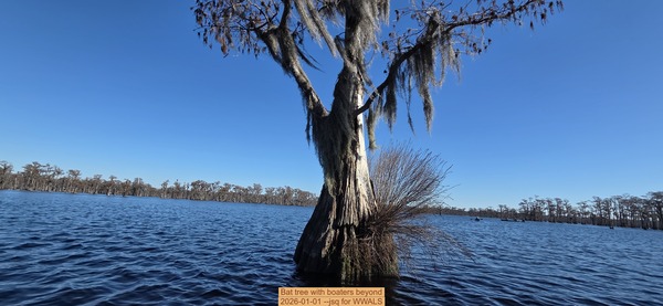 Bat tree with boaters beyond, 2026-01-01 --jsq for WWALS
