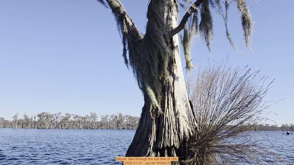 [Movie: See through the bat tree (8.1M), 2026-01-01 --jsq for WWALS]