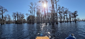 [Sun and sparkly cypress, 2026-01-01 --jsq for WWALS]