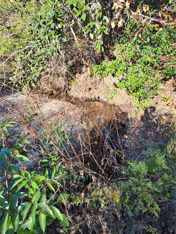 Creekbed, Hightower Creek at Norman Drive other, Hightower Creek @ Norman Drive 2026-01-01 --Suzy Hall for WWALS