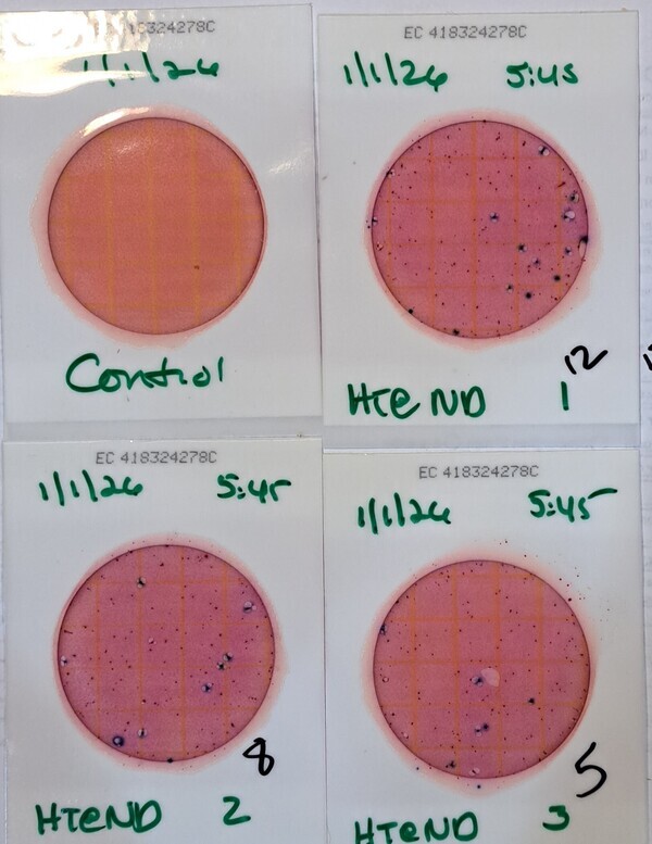 Plates, Hightower Creek at Norman Drive 2026-01-01 --Suzy Hall for WWALS