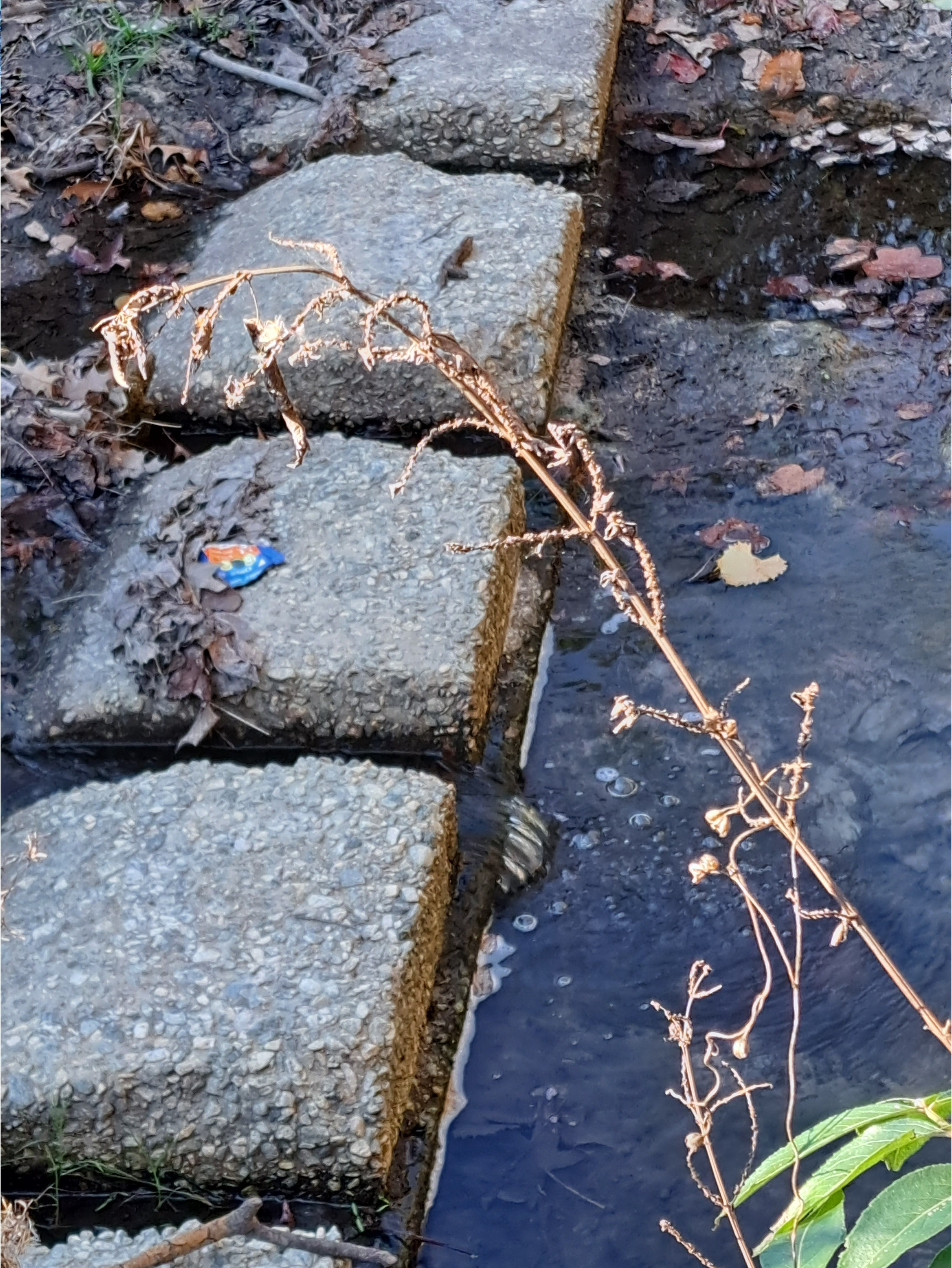 Trash on concrete, Hightower Creek at Norman Drive other, Hightower Creek @ Norman Drive 2026-01-01 --Suzy Hall for WWALS