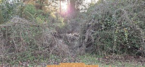 [Cleared path over Force Main, 2026:01:09 16:57:23, 30.8304961, -83.3222253 --jsq for WWALS]